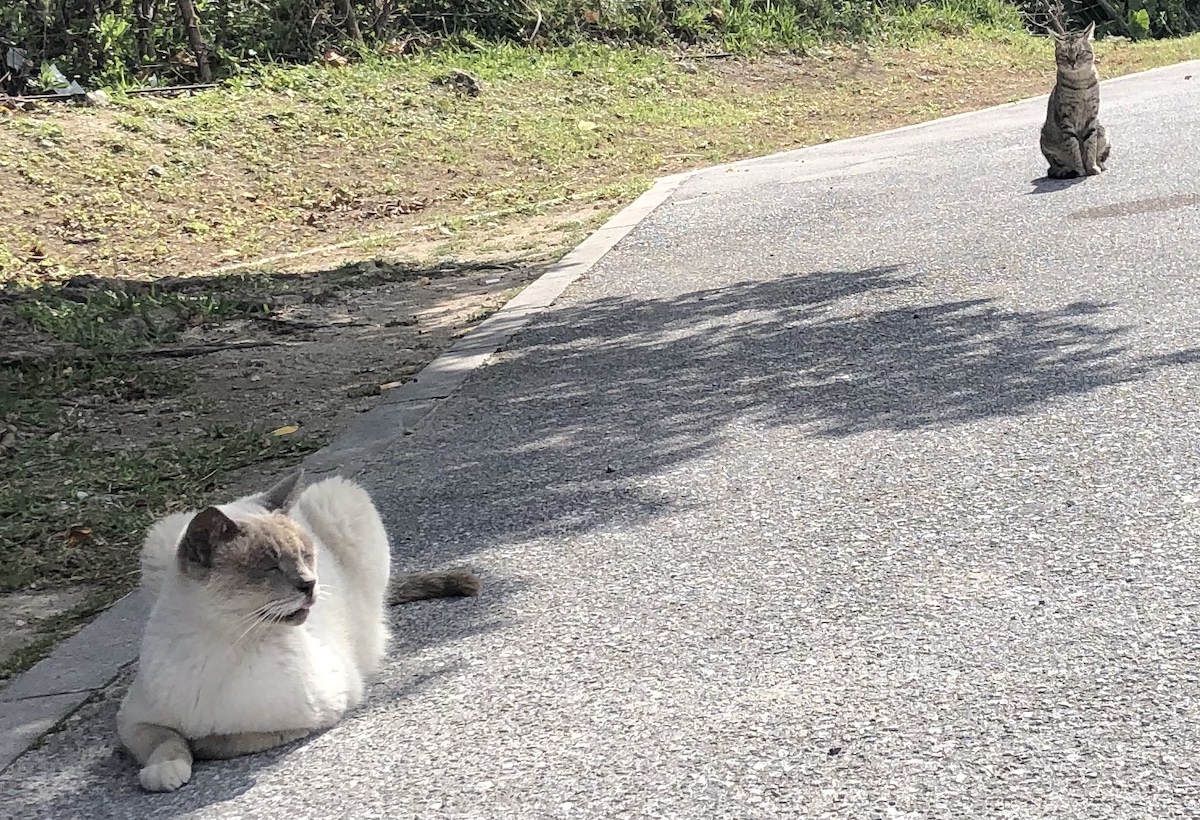 Siamese Cat Like Cat With Pretty Face In Senagajima Island 瀬長島日記